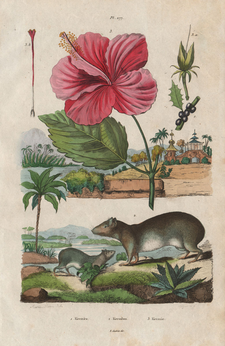 Kermes oak. Kerodon rodent. Ketmie (Hibiscus) 1833 old antique print picture